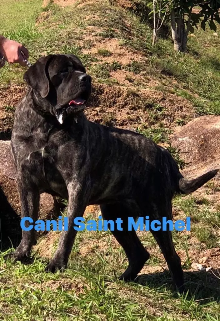 Mastiff Inglês